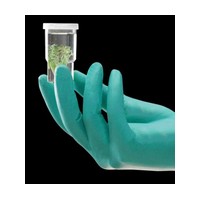 Ansell Edmont 25-201 Ansell Medium Green 290 mm NeoTouch 13 mil Neoprene Powder-Free Disposable Gloves With Textured Finger Tip